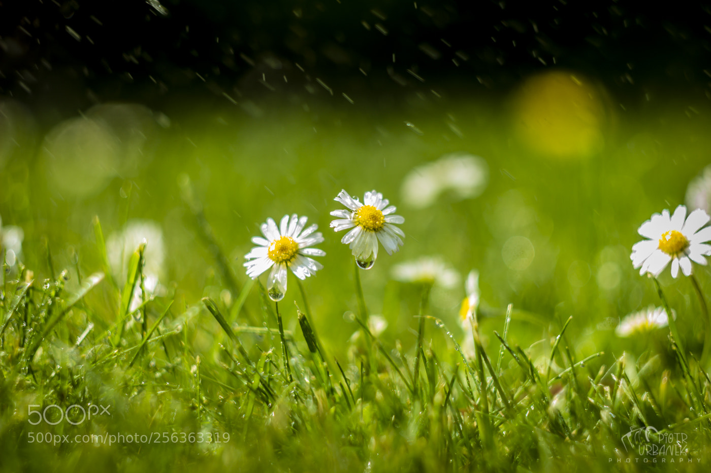 Canon EOS 60D sample photo. Maj photography