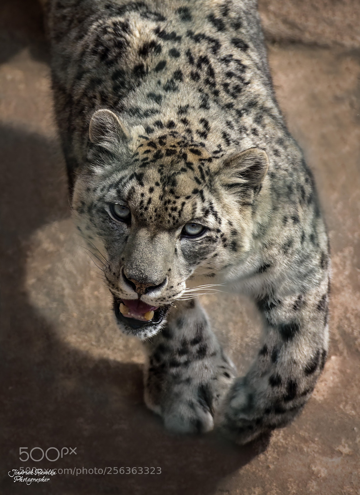 Canon EOS 100D (EOS Rebel SL1 / EOS Kiss X7) sample photo. Snow leopard / uncia uncia photography