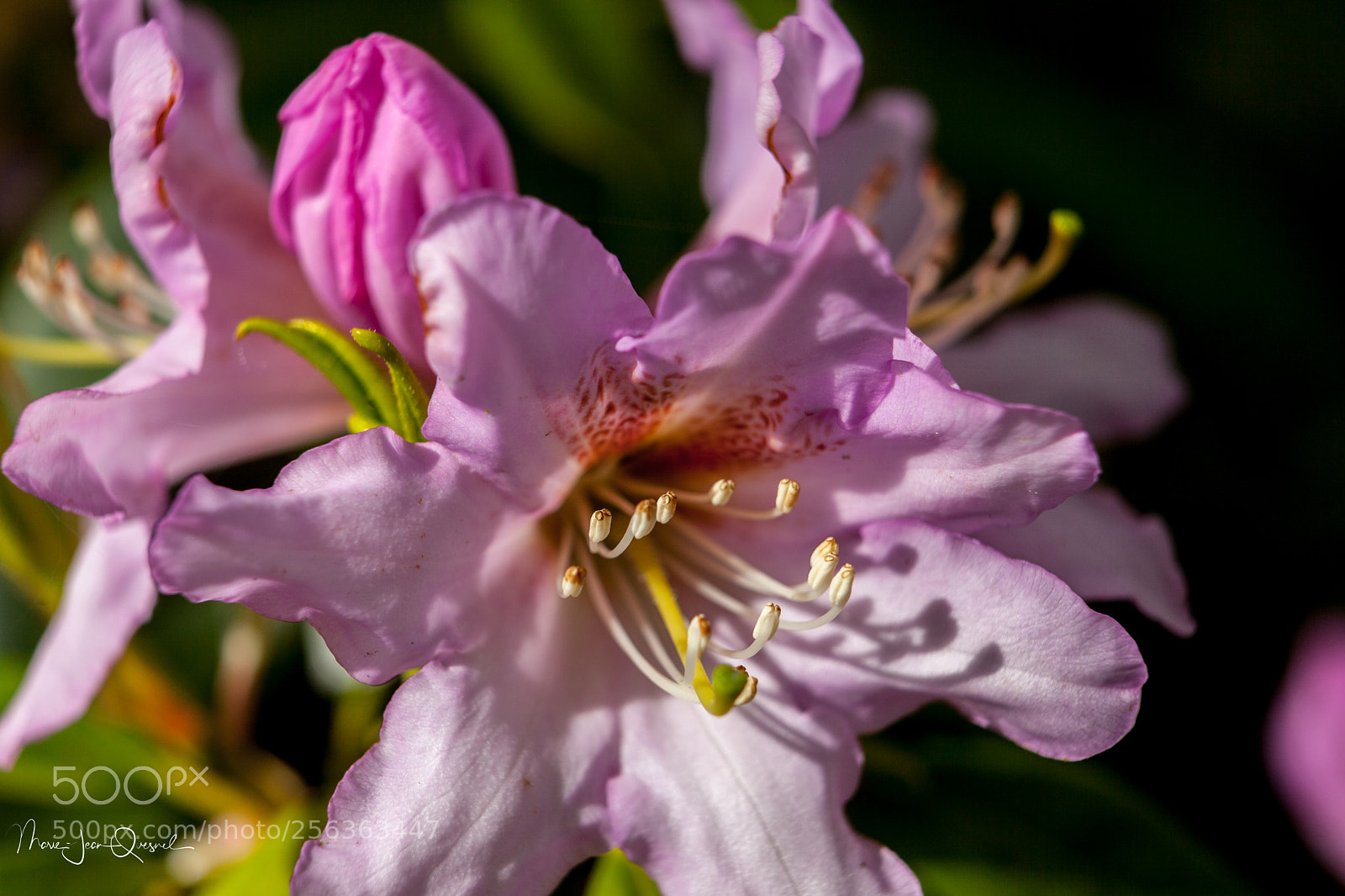 Canon EOS 5D Mark II sample photo. Fleur de rododendron. photography