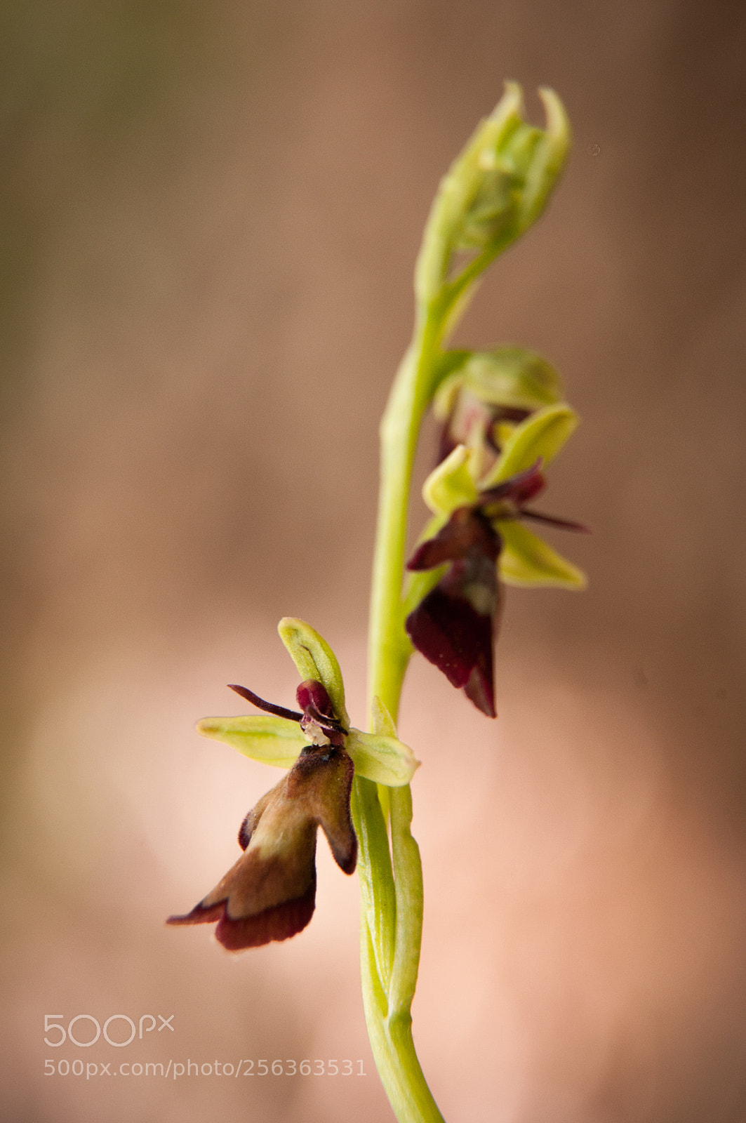 Nikon D300 sample photo. Mouche photography
