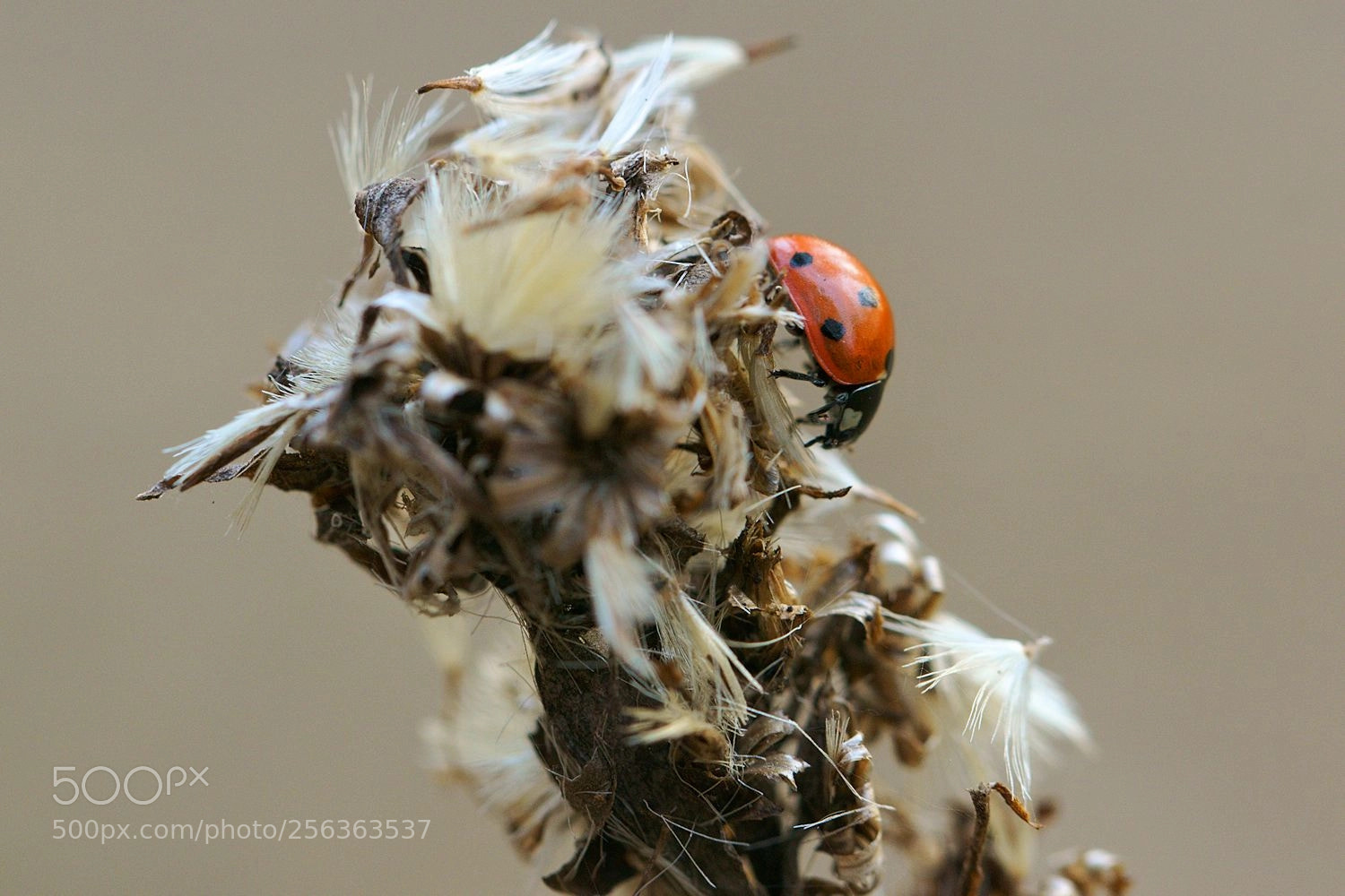 Sony ILCA-77M2 sample photo. Coccinellidae photography