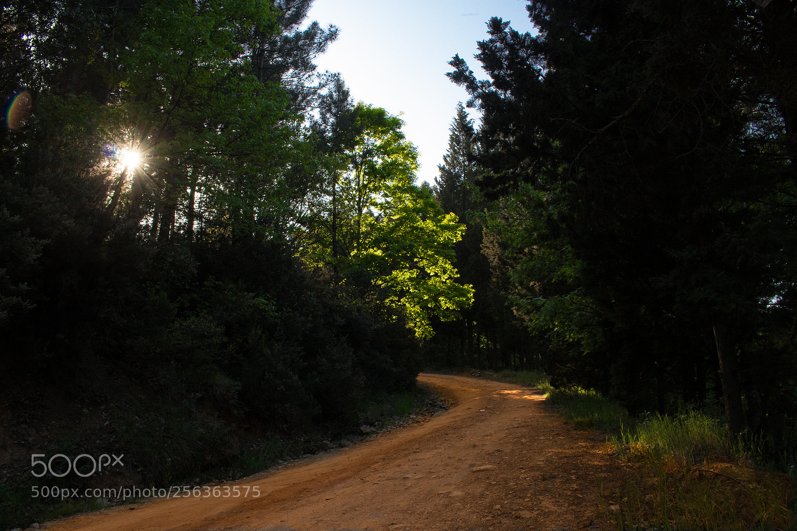 Canon EOS 100D (EOS Rebel SL1 / EOS Kiss X7) sample photo. Shiny forest photography