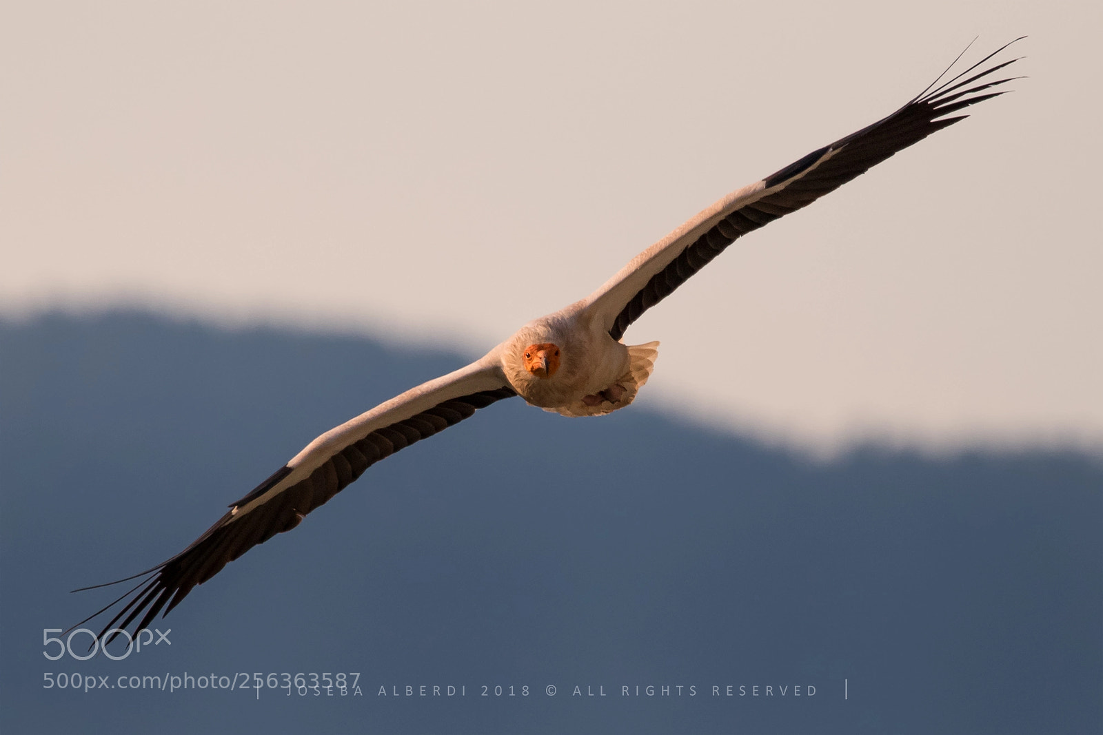Nikon D5500 sample photo. Egyptian vulture photography
