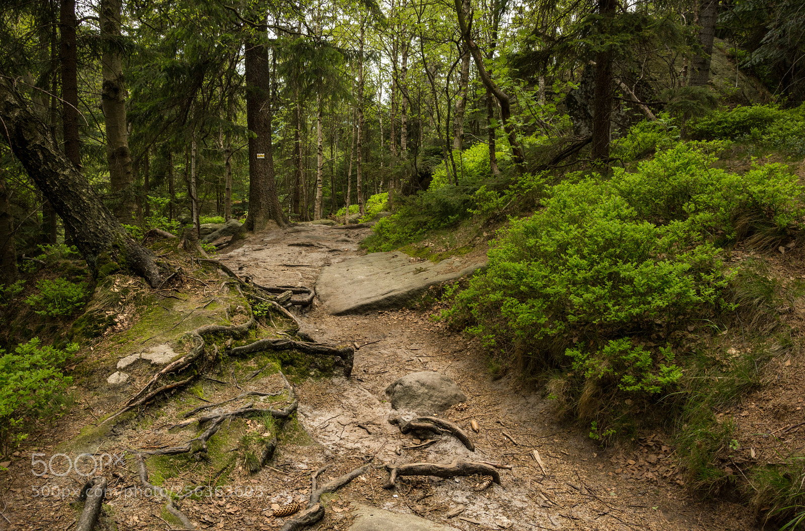 Nikon D5200 sample photo. The trail photography