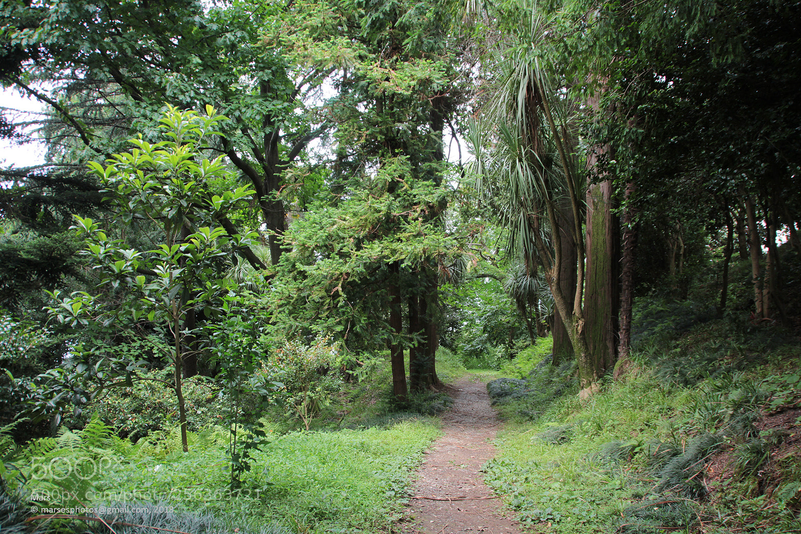 Canon EOS 60D sample photo. Batumi botanical garden, georgia photography