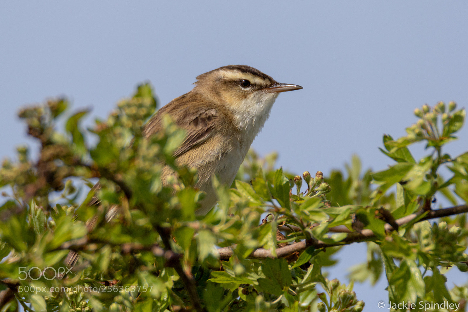 Canon EOS 7D Mark II sample photo. Sedge warbler photography