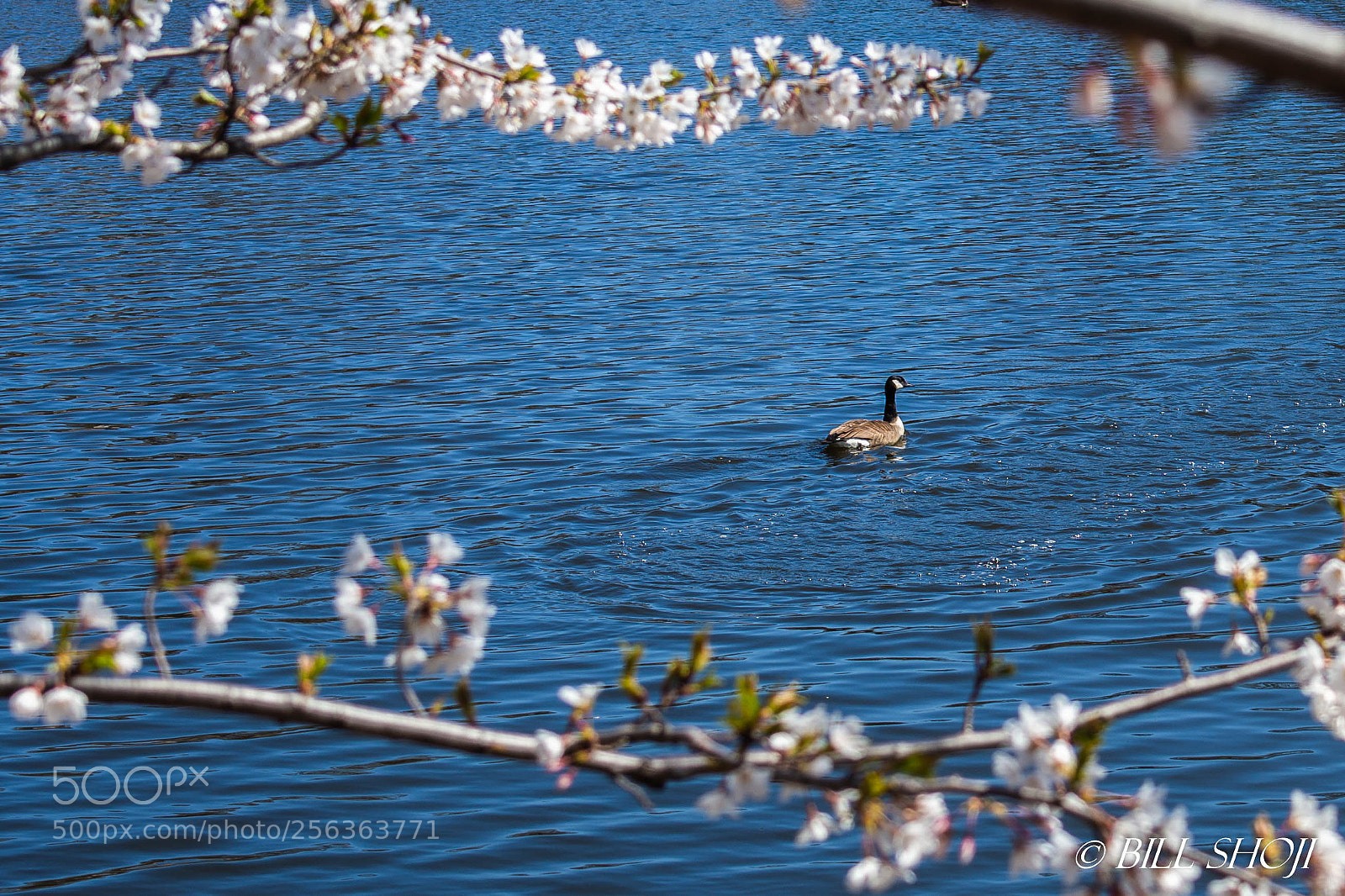 Sony SLT-A99V sample photo. Cherry blossoms and a photography