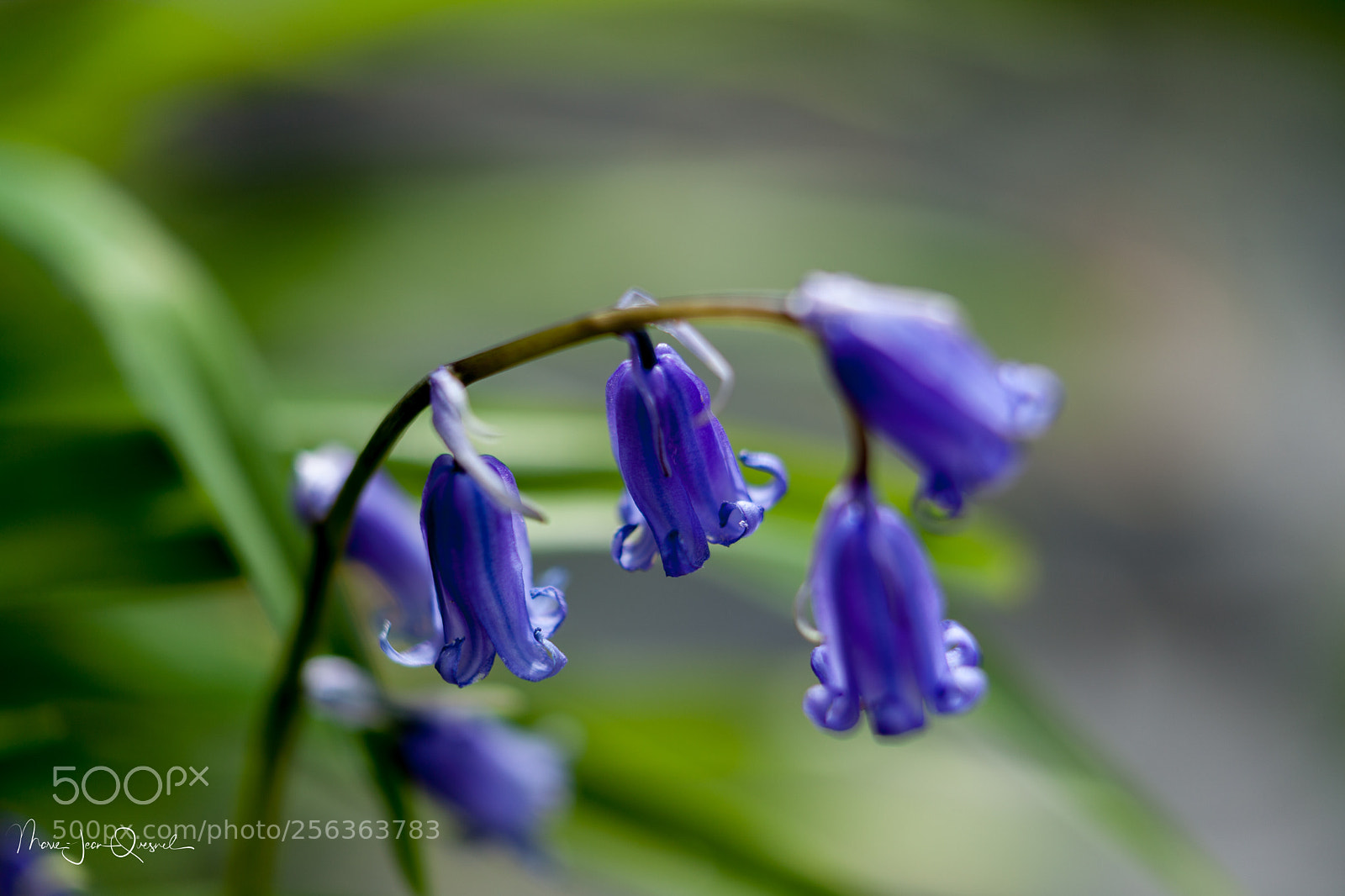 Canon EOS 5D Mark II sample photo. Jacinthes sauvages 4 photography