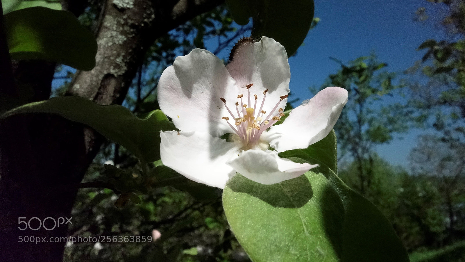 Sony Cyber-shot DSC-RX100 sample photo. Apple flower simbio photography