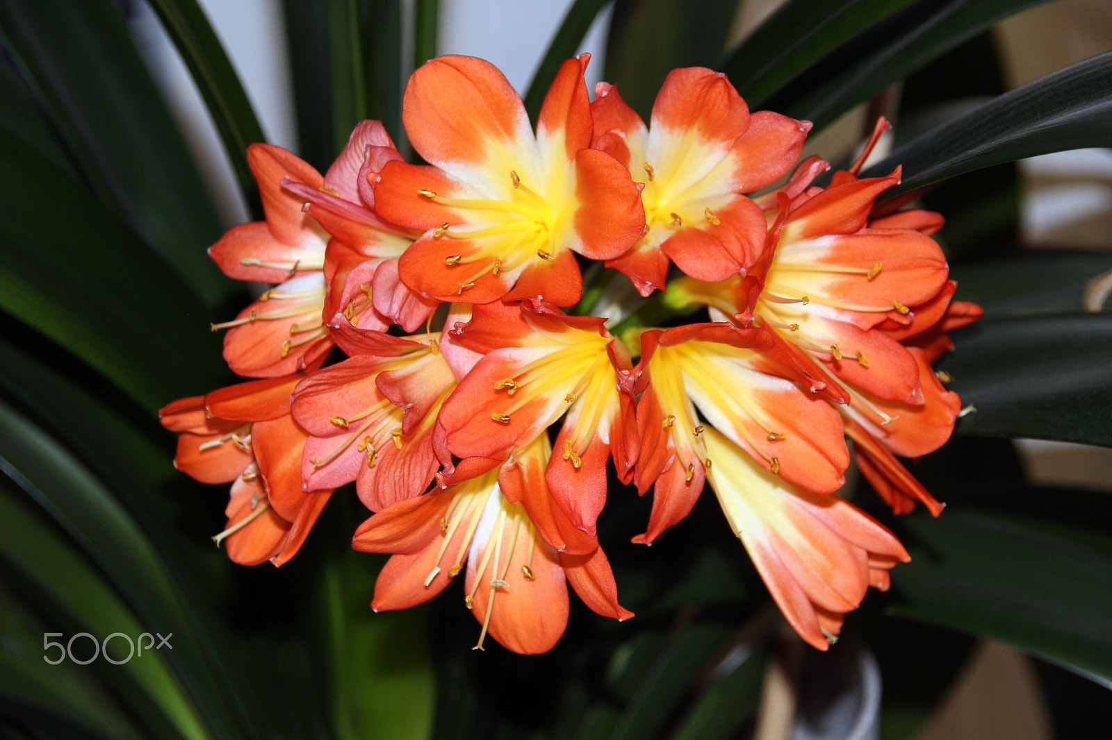 Sigma 18-200mm f/3.5-6.3 DC OS sample photo. Colorful flower photography