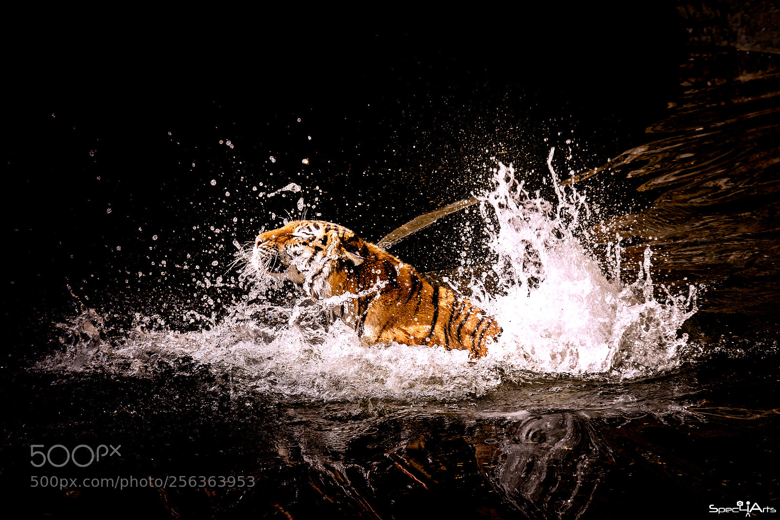 Sony a6500 sample photo. Tiger photography