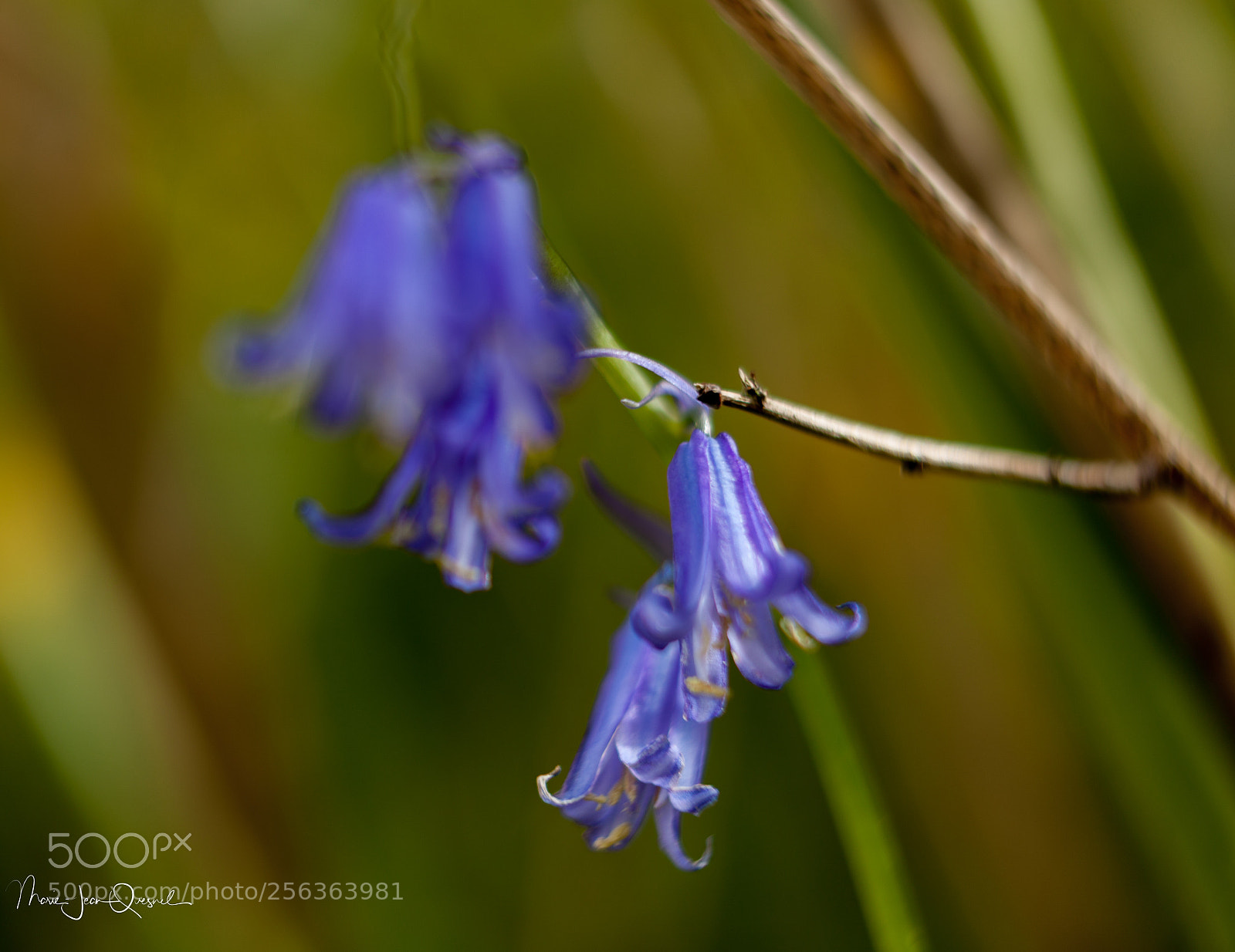 Canon EOS 5D Mark II sample photo. Jacinthes sauvages 4 photography