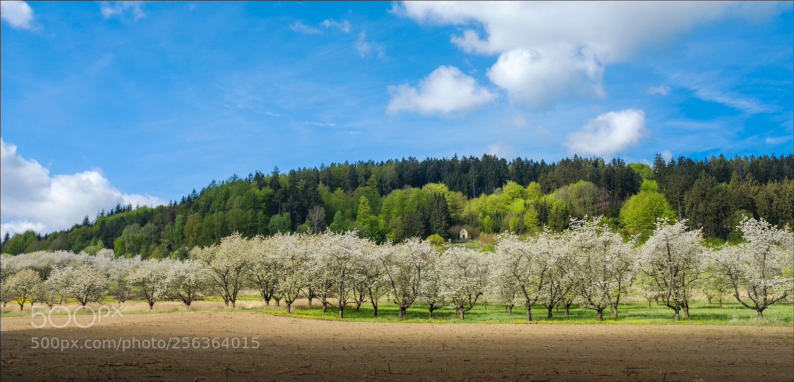 Fujifilm X100F sample photo. Cherries in bloom iii photography