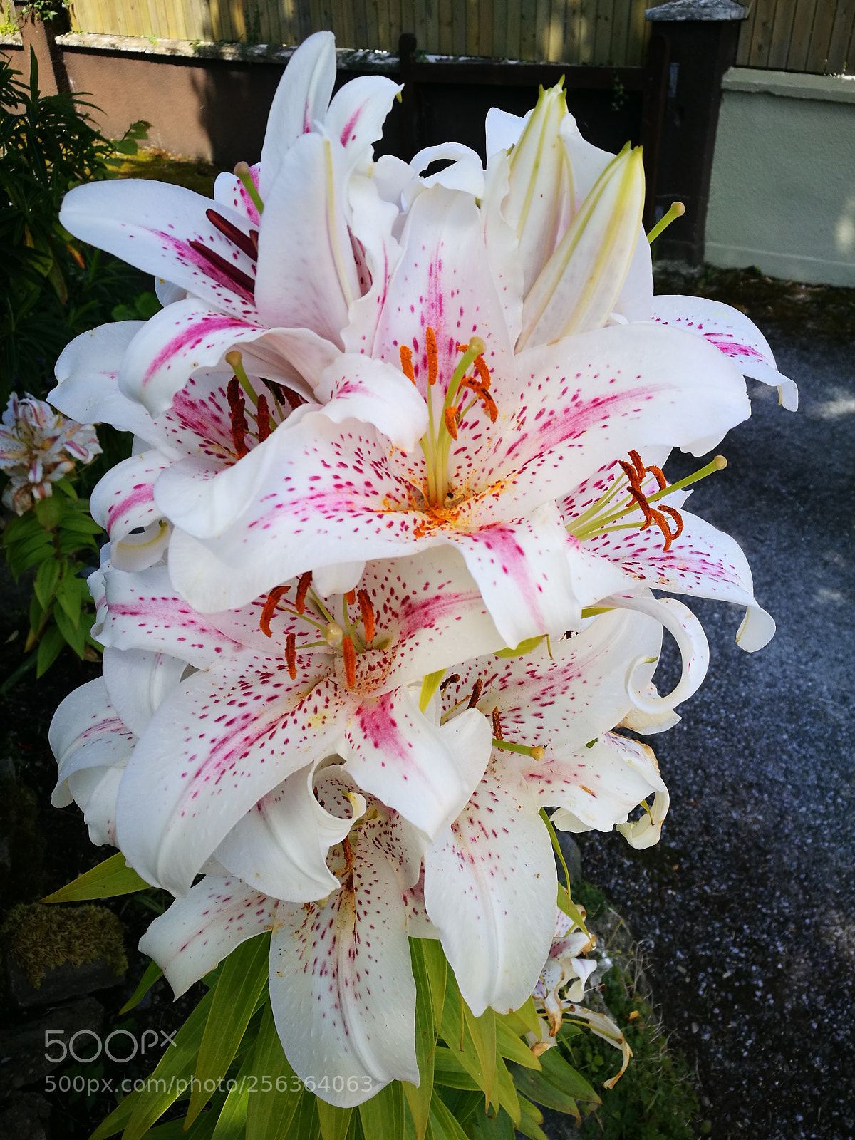 HUAWEI P9 sample photo. Flower photography