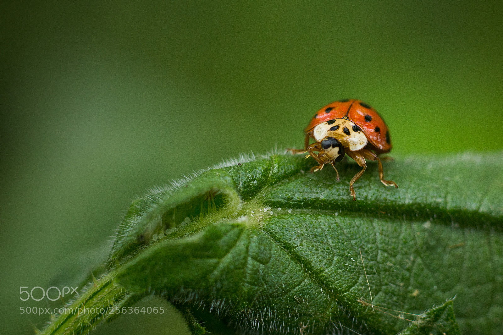 Canon EOS 6D sample photo. Ladybug photography