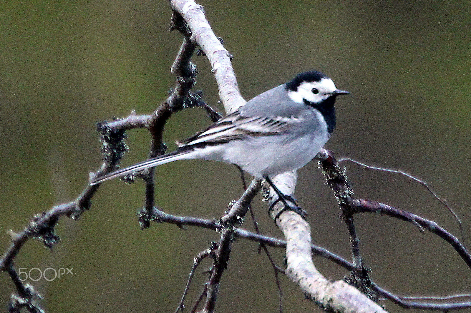 Canon EOS 700D (EOS Rebel T5i / EOS Kiss X7i) sample photo. The wagtail on the branch.... photography