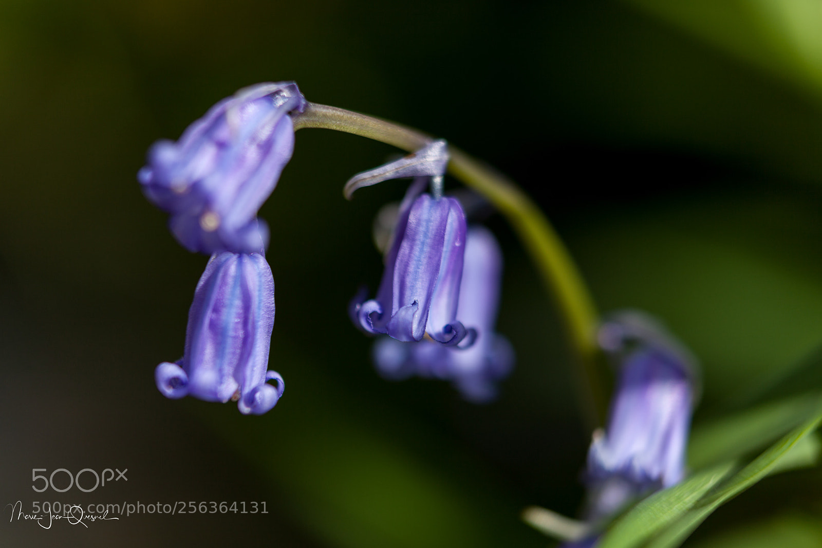 Canon EOS 5D Mark II sample photo. Mg photography