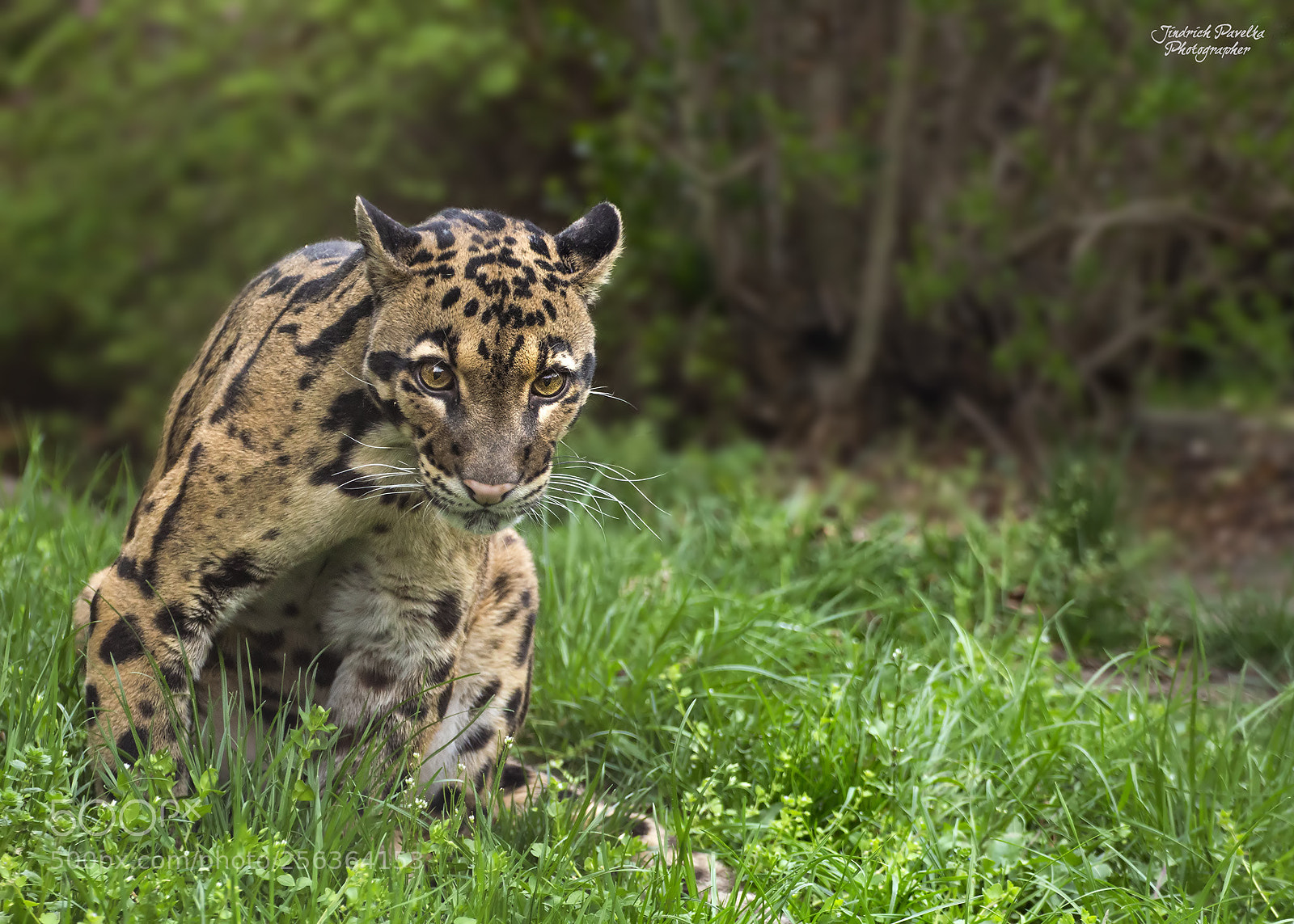 Canon EOS 100D (EOS Rebel SL1 / EOS Kiss X7) sample photo. Clouded leopard / neofelis nebulosa photography
