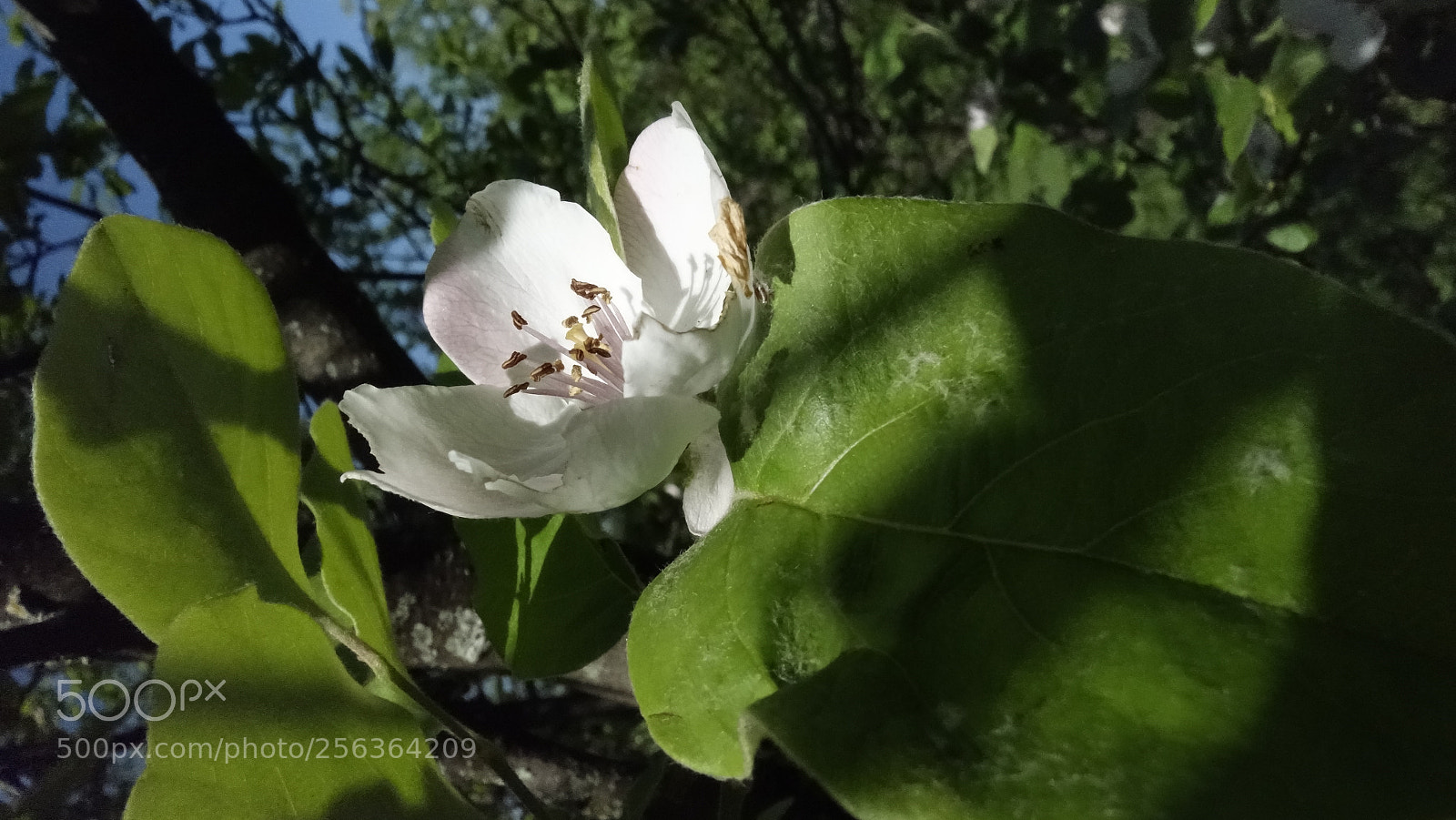 Sony Cyber-shot DSC-RX100 sample photo. Apple flower photography