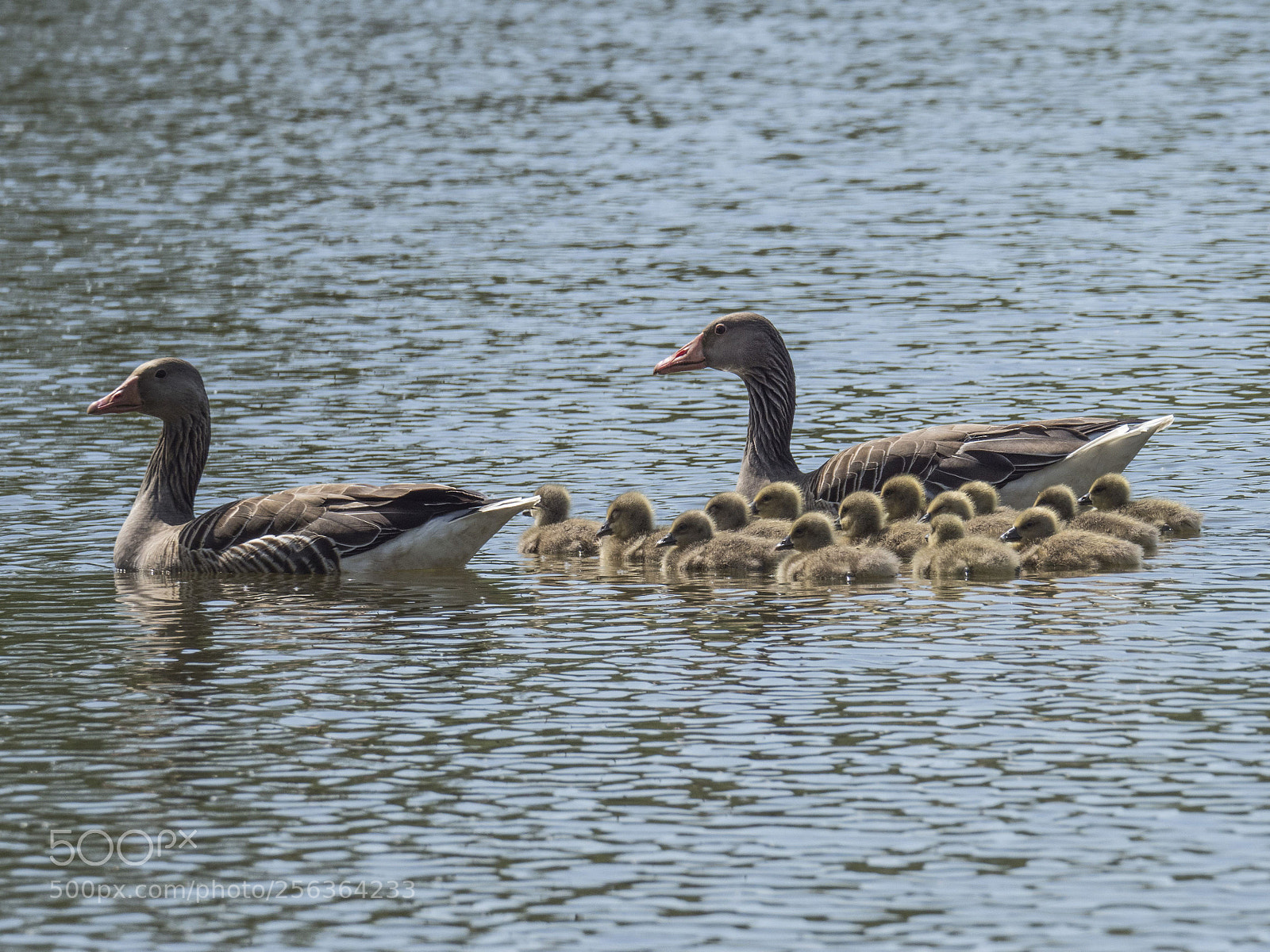 Olympus OM-D E-M1 Mark II sample photo. 14 time cuteness photography