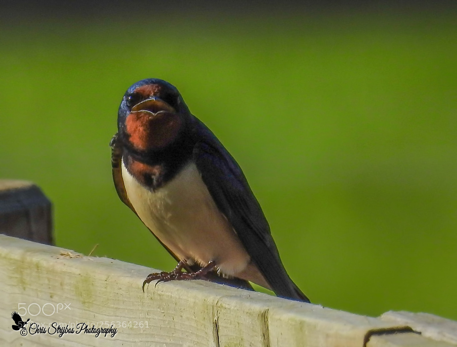 Nikon Coolpix P900 sample photo. Barn swallow photography