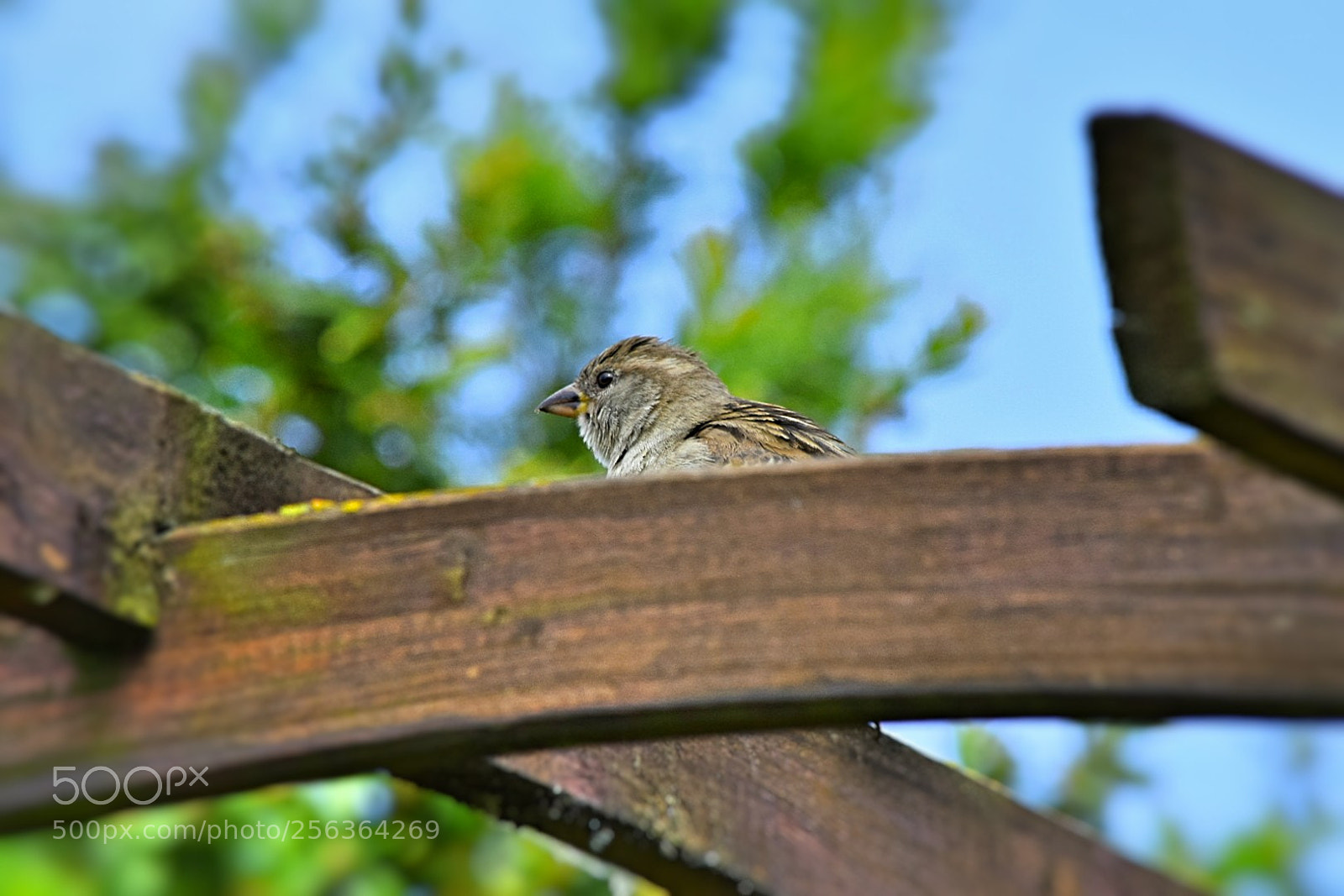 Nikon D5300 sample photo. Sp tzchen auf dem photography