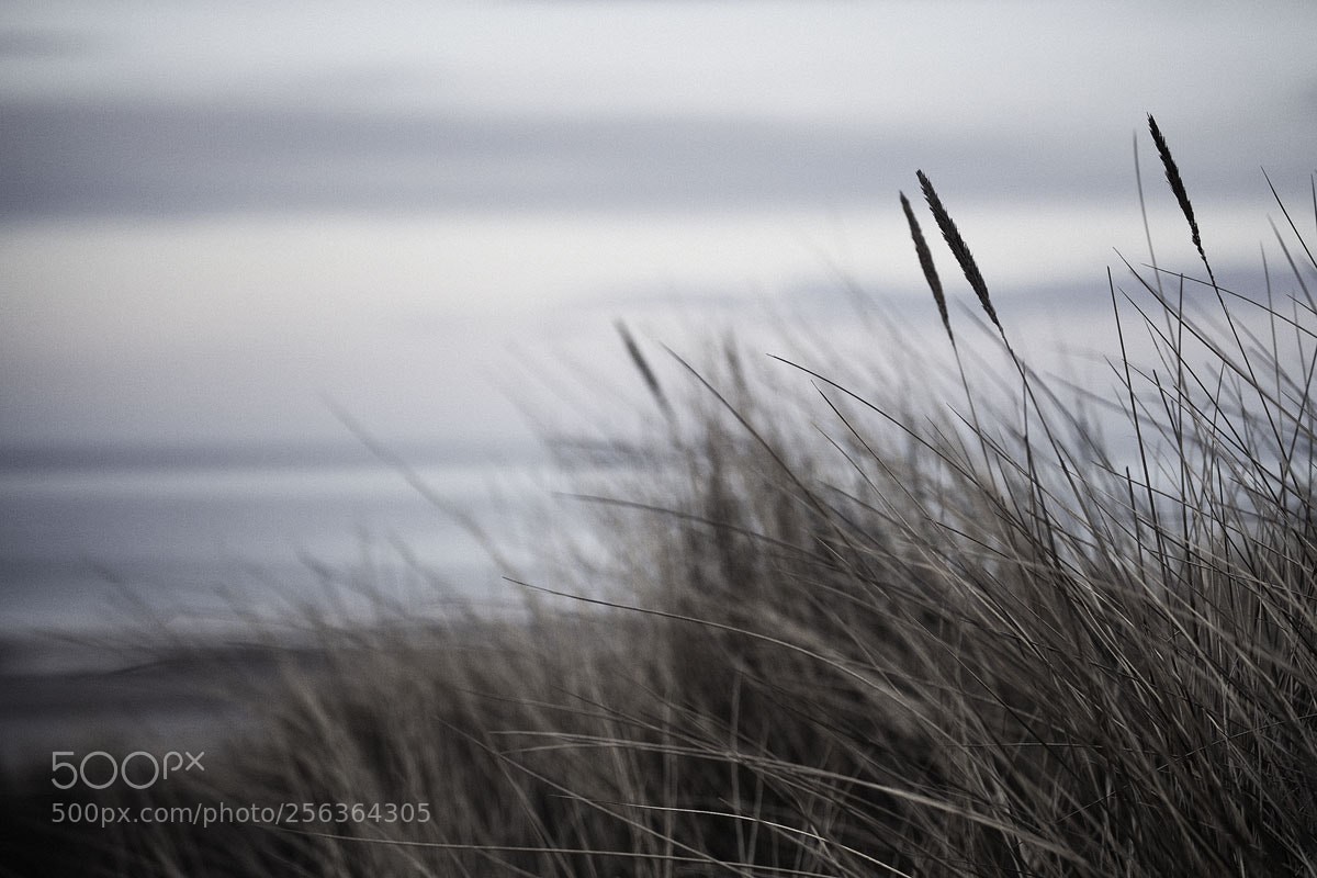 Canon EOS 5D Mark II sample photo. Bamburgh dunes photography
