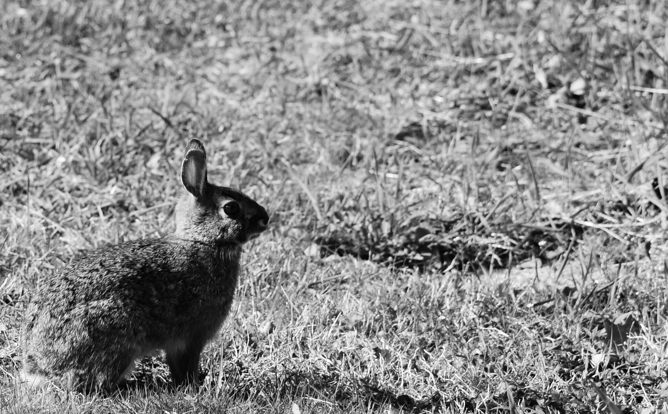 Nikon D7000 + Sigma 105mm F2.8 EX DG Macro sample photo. Cottontail photography