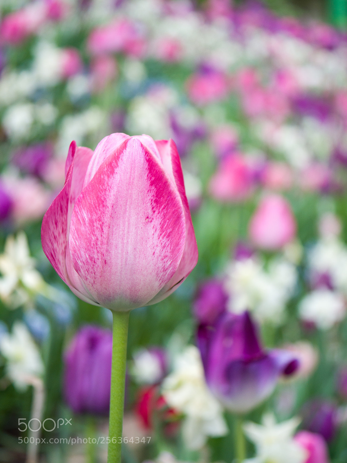 Panasonic Lumix DMC-GX8 sample photo. Tulips everywhere photography