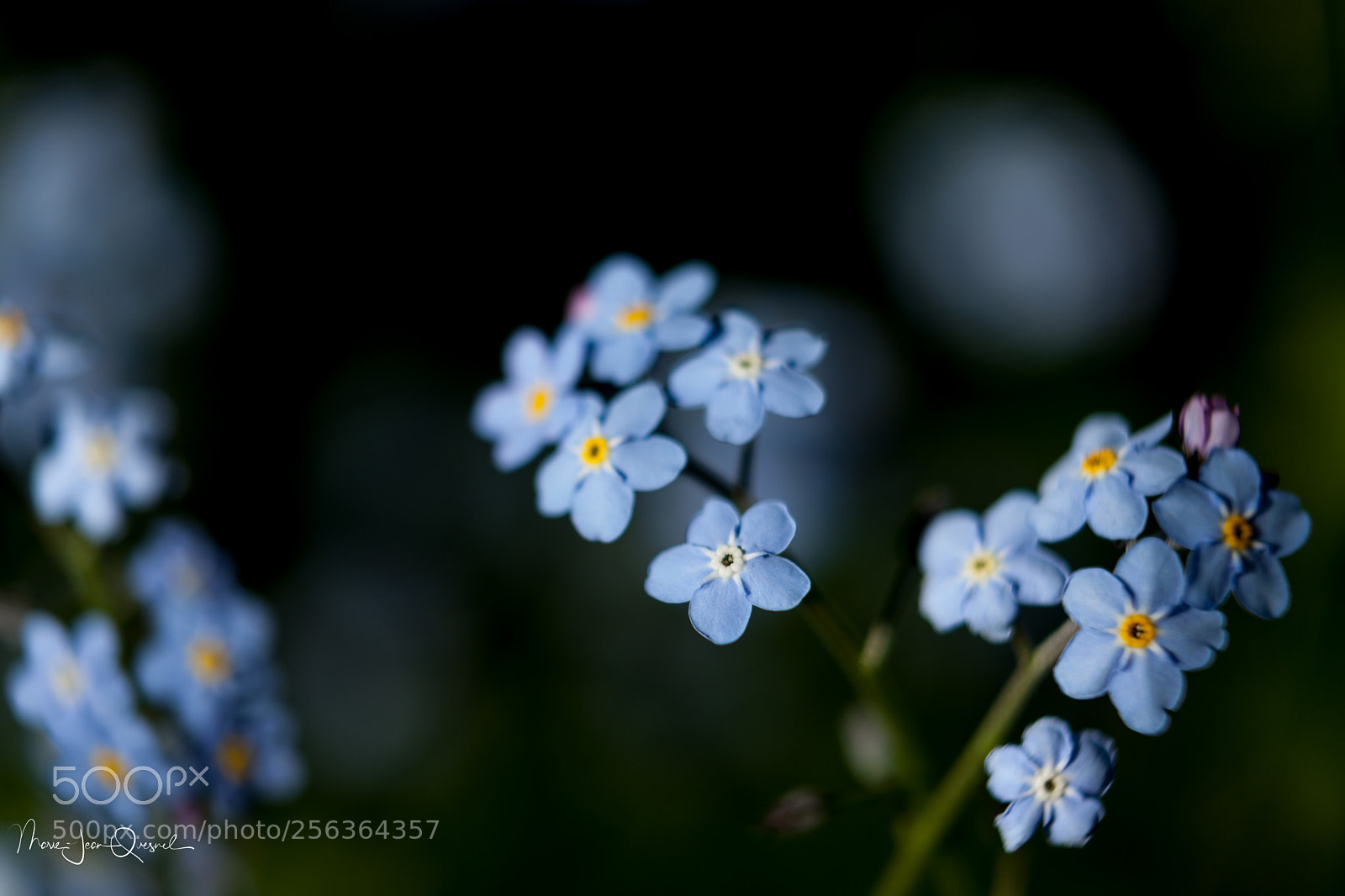 Canon EOS 5D Mark II sample photo. Myosotis photography