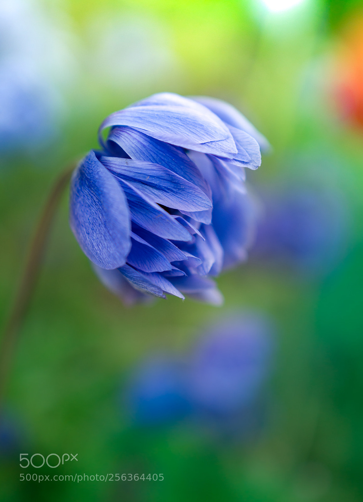 Sony a6300 sample photo. Blue photography