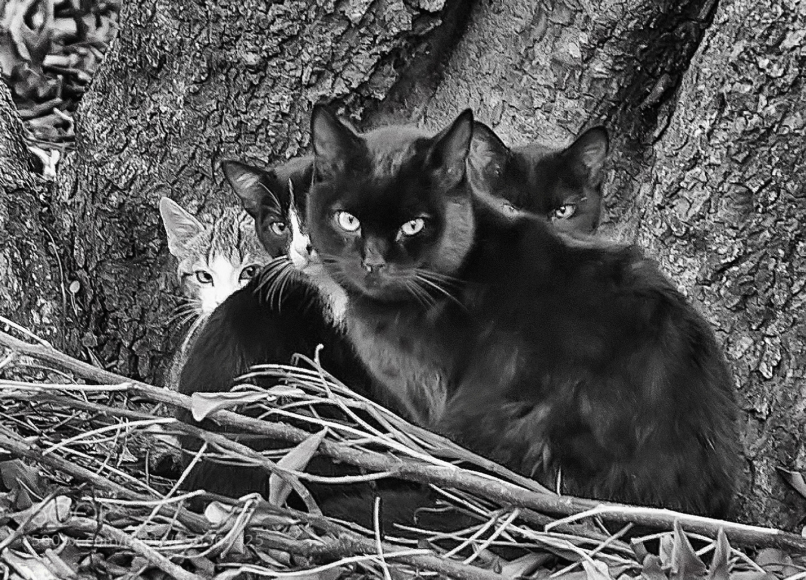 Nikon D800 sample photo. Gatos photography