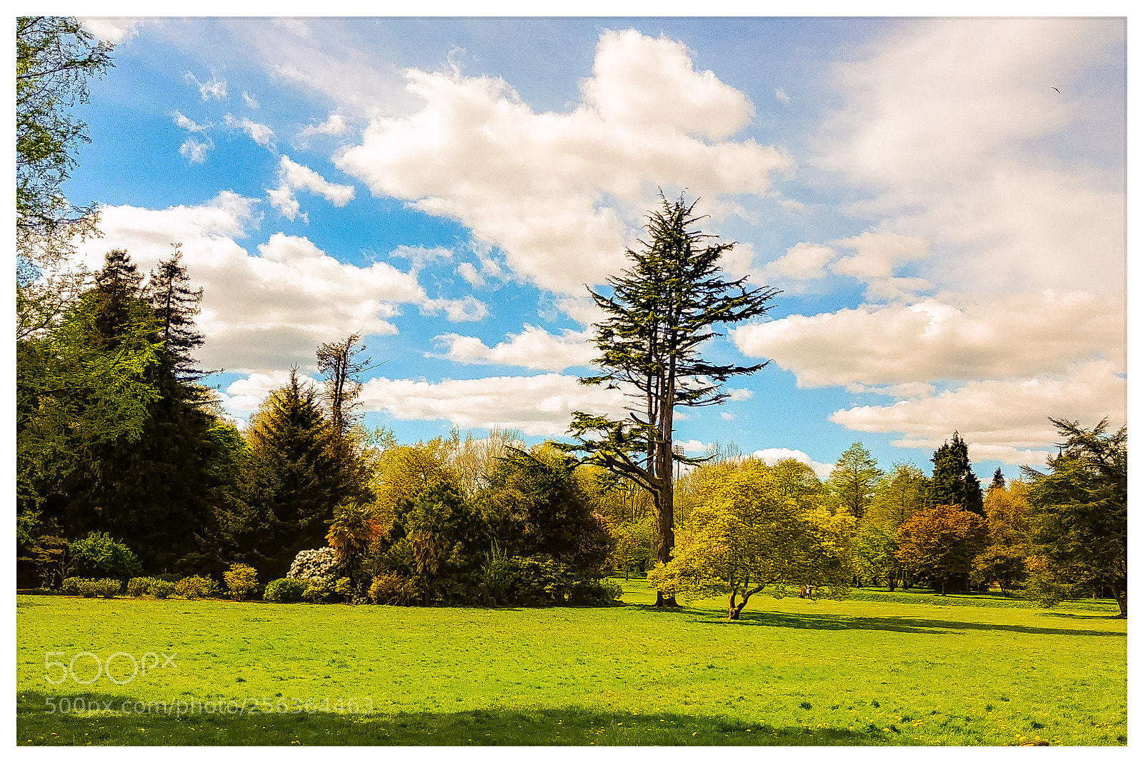 LG G6 sample photo. Spring in bute park photography