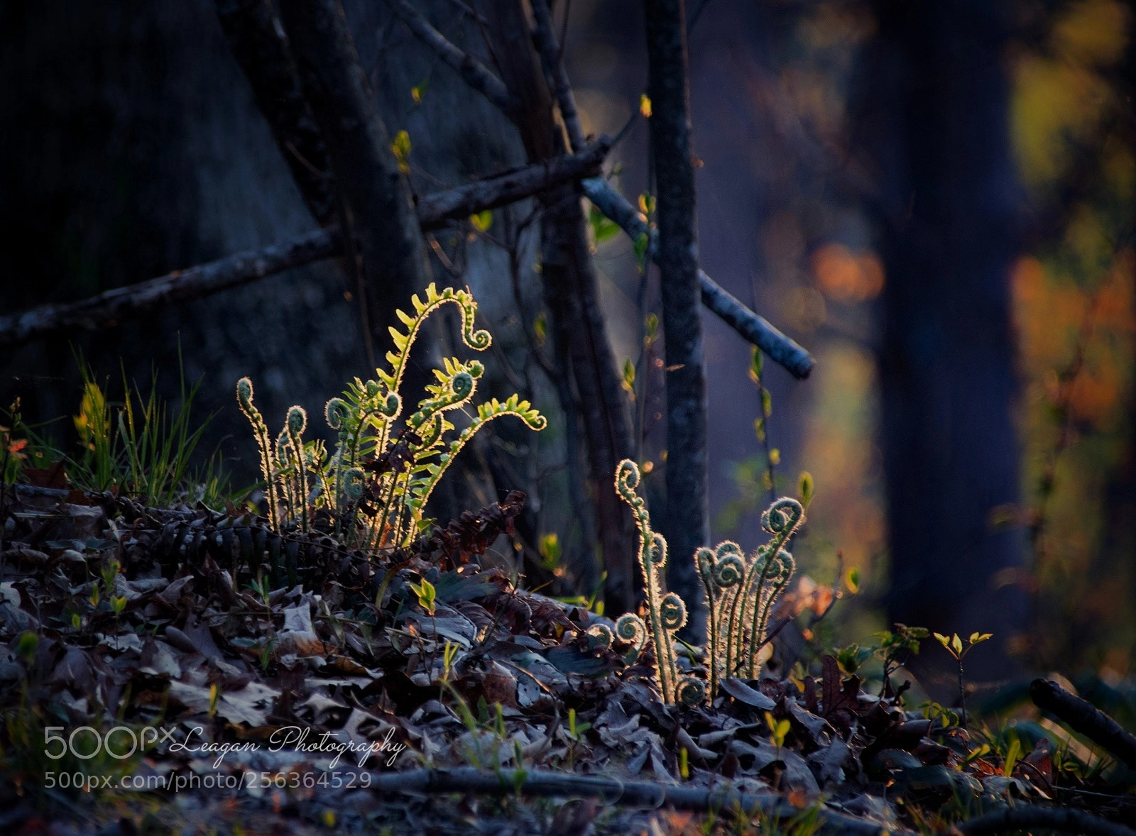 Canon EOS 80D sample photo. A new beginning photography