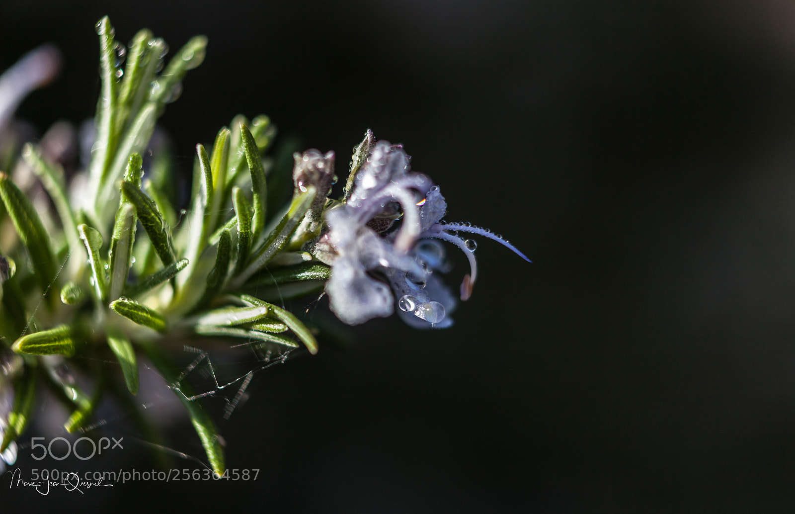 Canon EOS 5D Mark II sample photo. Fleur de romarin photography