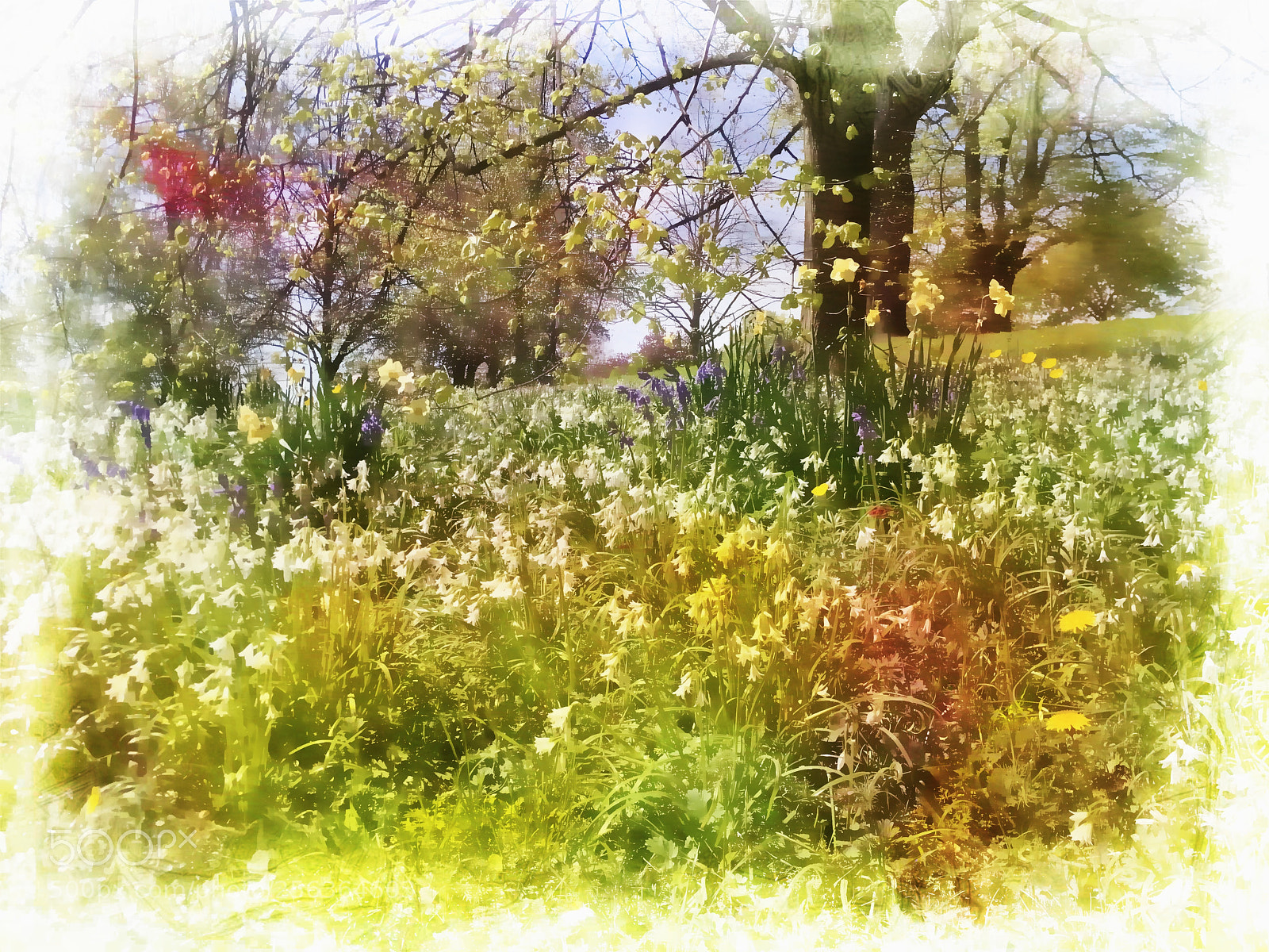Apple iPhone 6s Plus sample photo. Sunshine in the park. photography