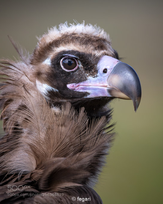 Canon EOS 5DS R sample photo. Black vulture photography