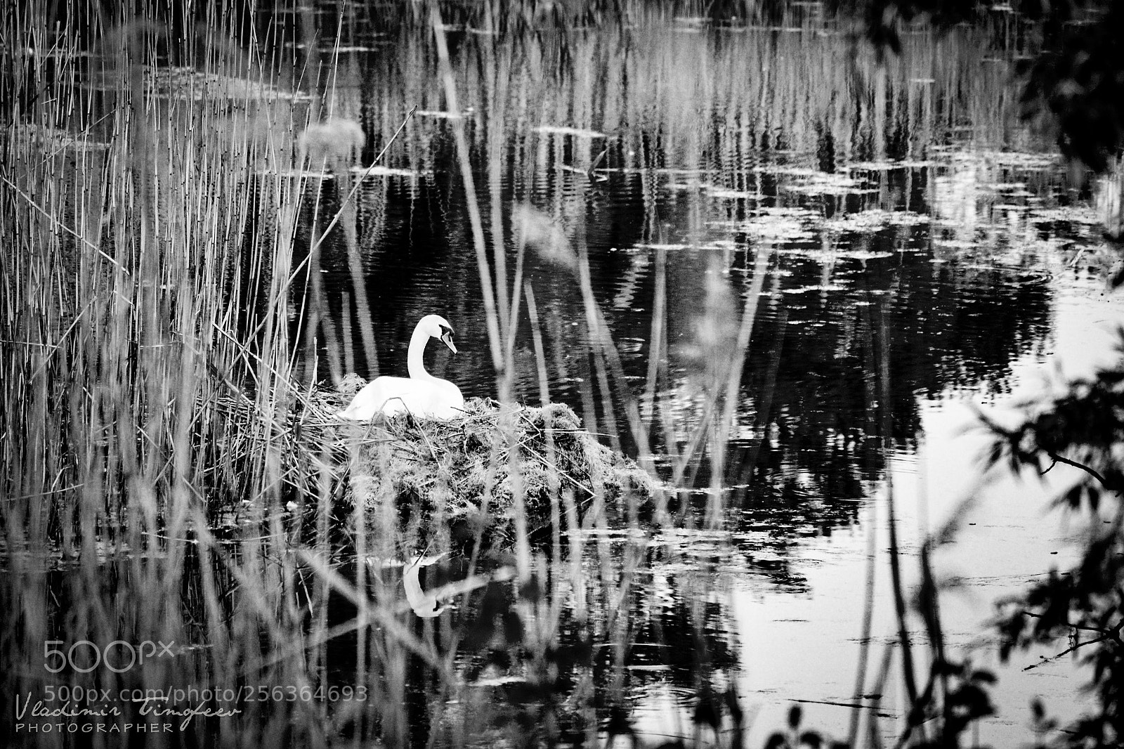 Nikon D3100 sample photo. ач photography