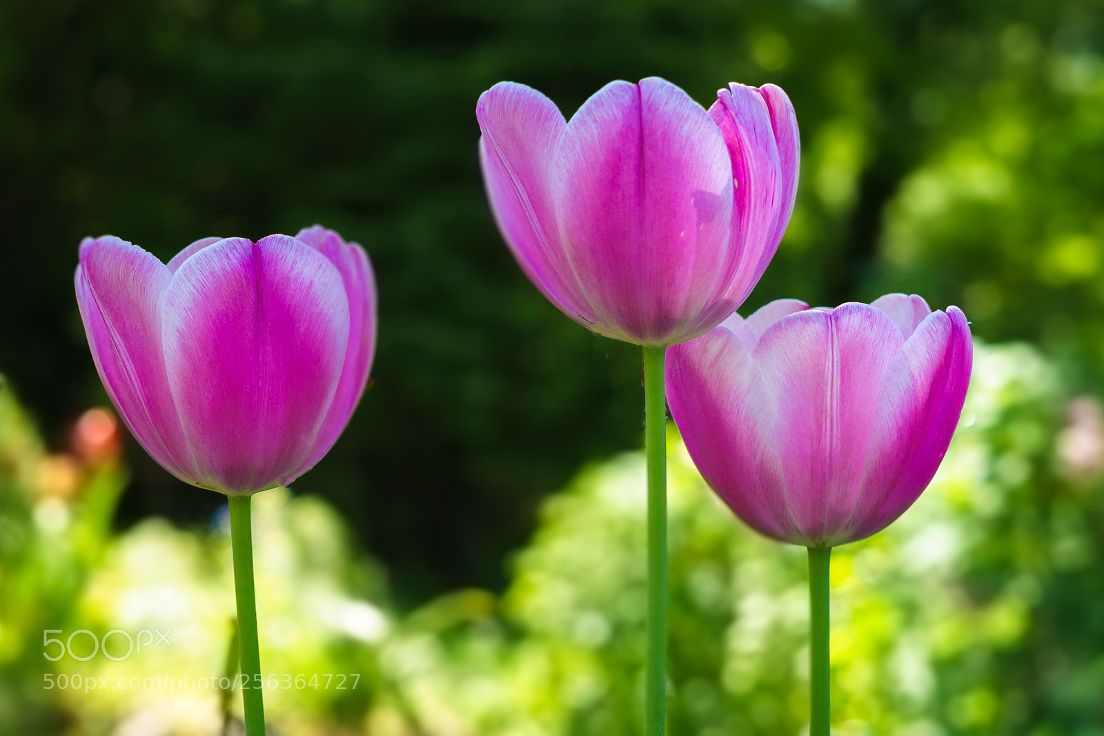 Sony a7 II sample photo. Tulips photography