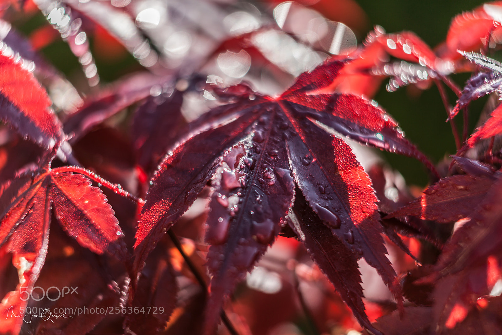Canon EOS 5D Mark II sample photo. Acer palmatum photography