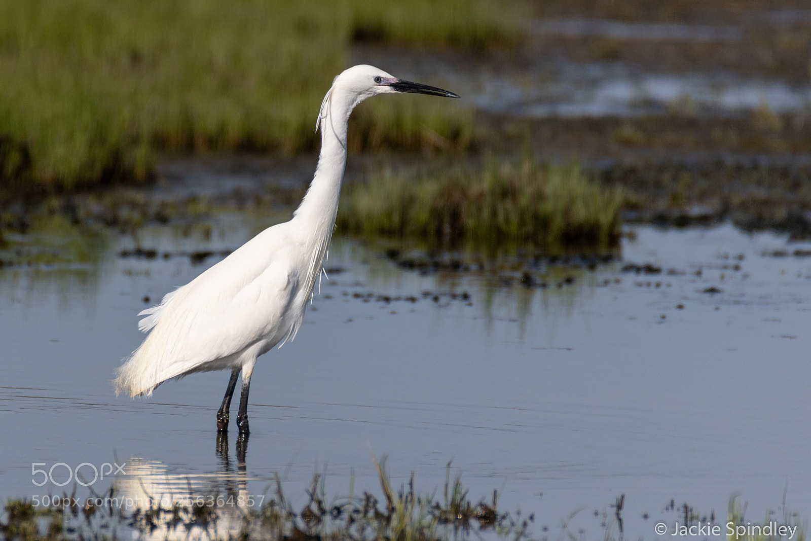 Canon EOS 7D Mark II sample photo. Little egret photography