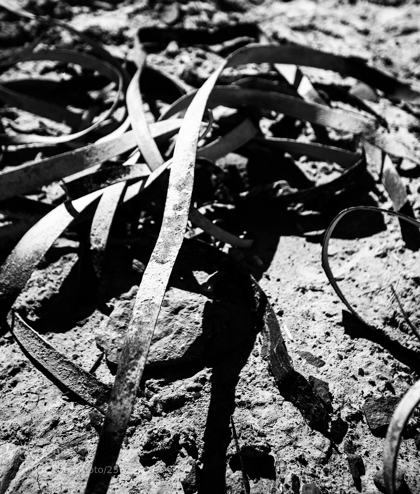 Canon EOS 5D Mark IV sample photo. Harmony borax works dvd2 photography