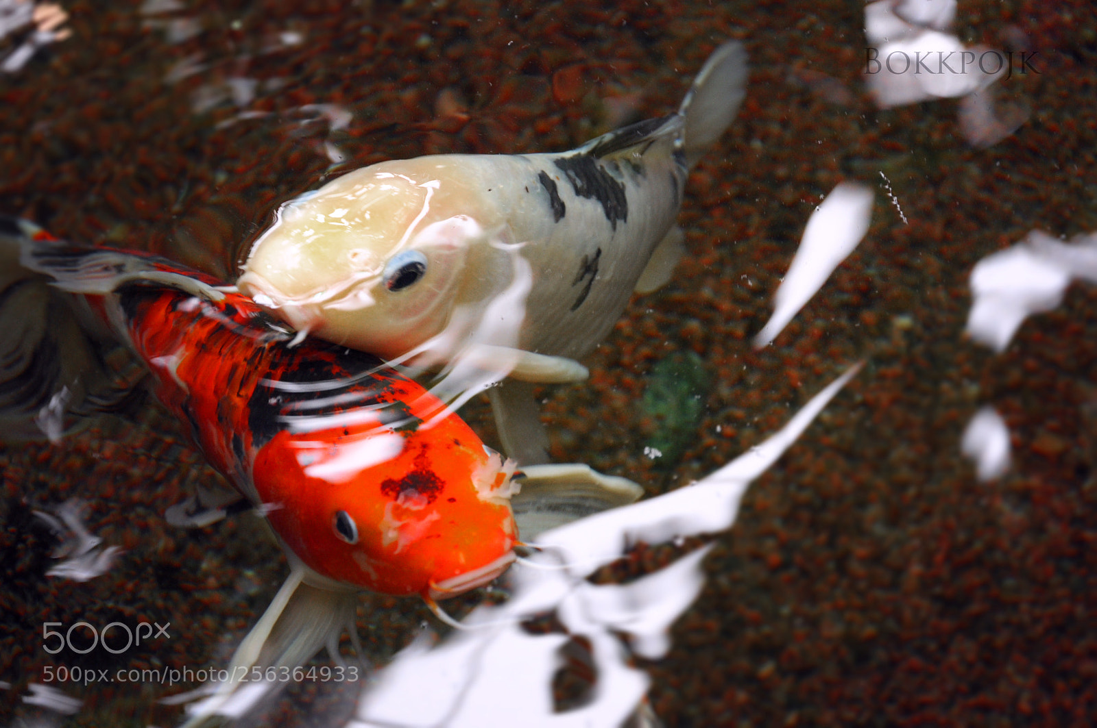 Nikon D5000 sample photo. Curios koi photography