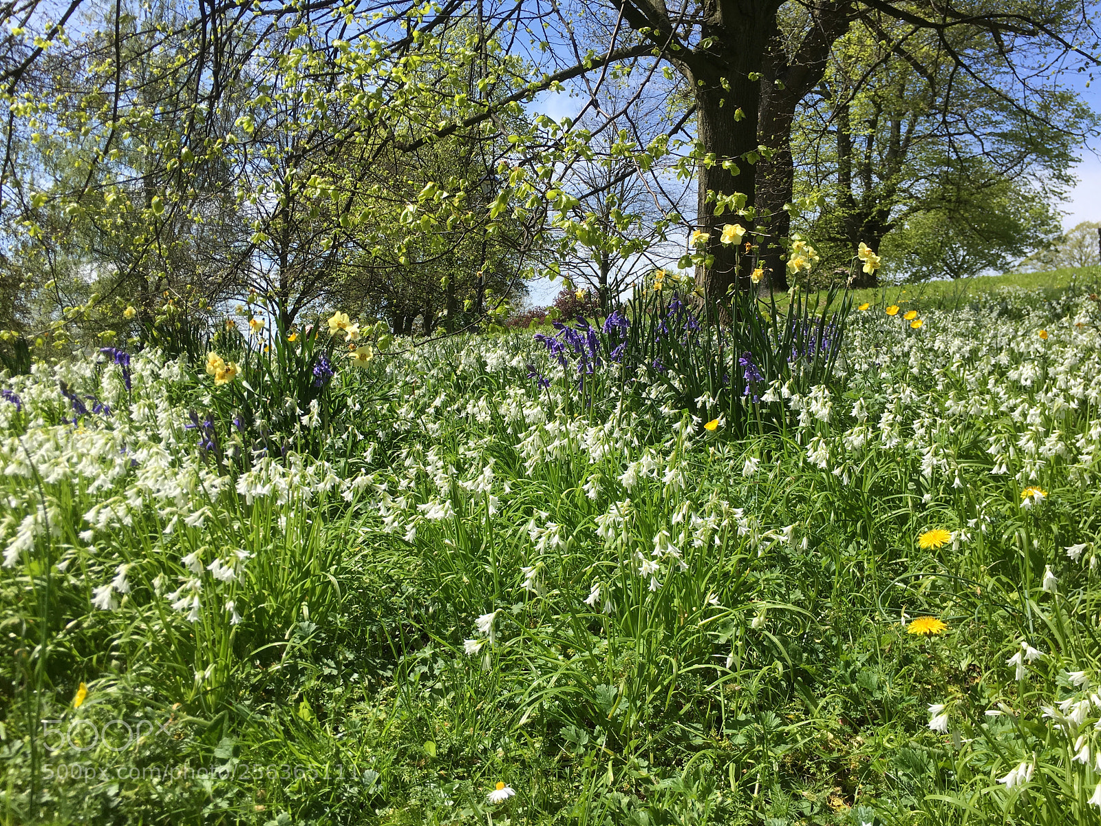 Apple iPhone 6s Plus sample photo. Sunshine in the park. photography