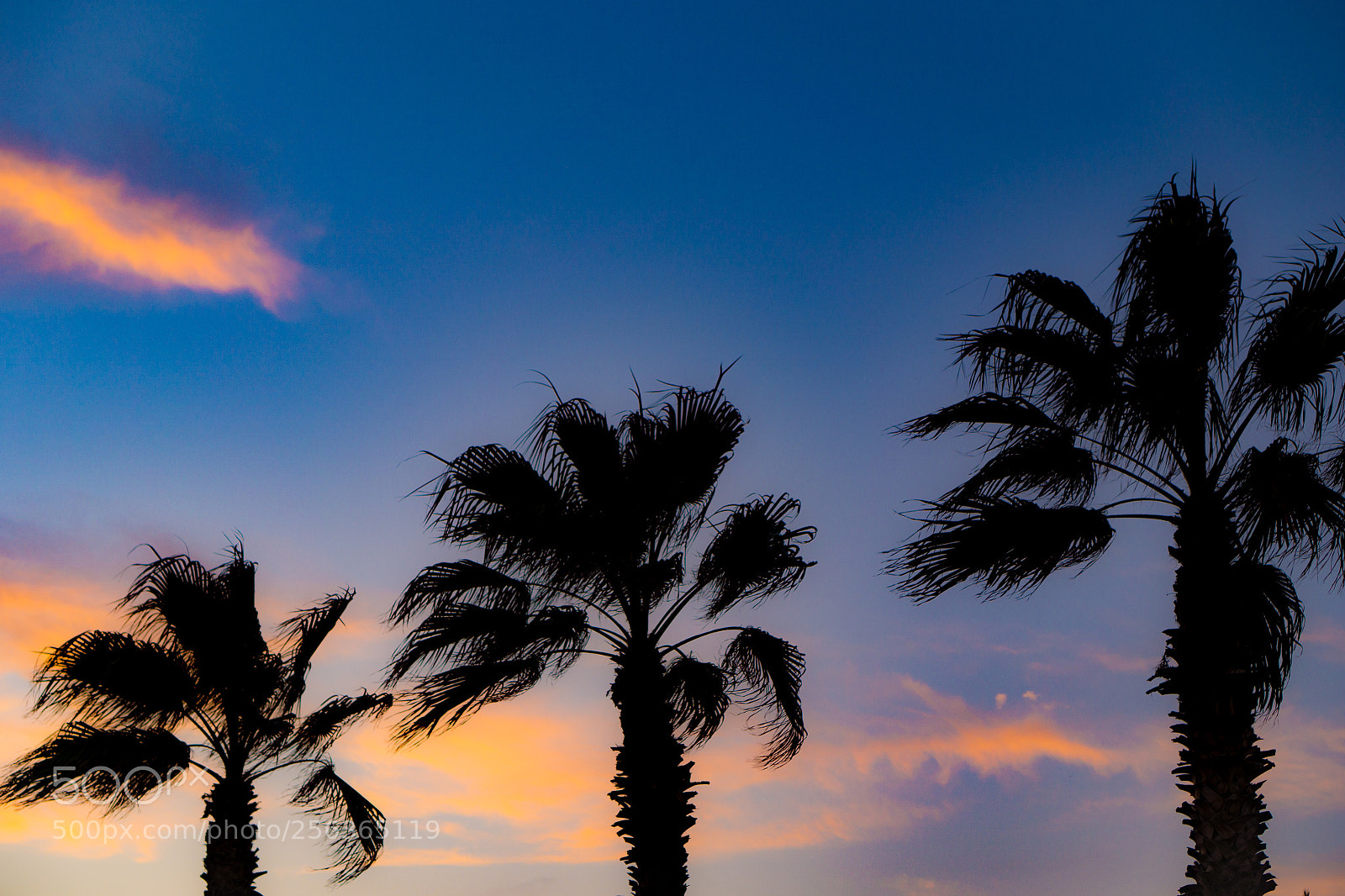 Sony a6000 sample photo. Sunset palms photography
