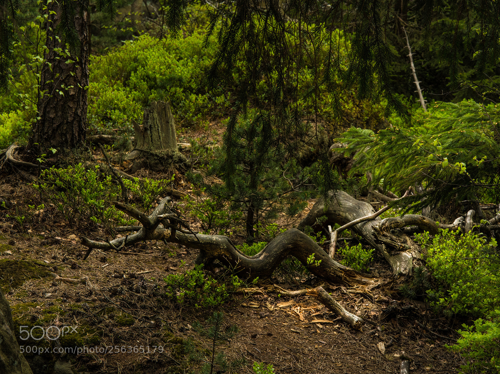 Nikon D5200 sample photo. Forest composition photography