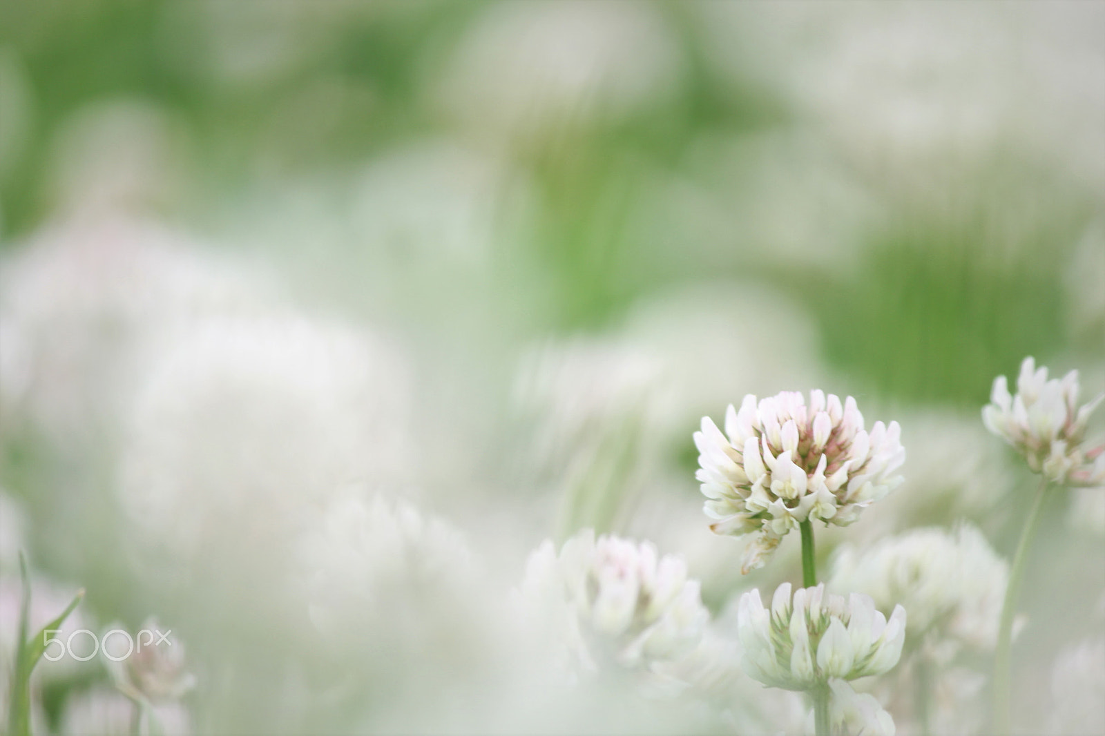 Canon EF-S 55-250mm F4-5.6 IS II sample photo. In the dream photography
