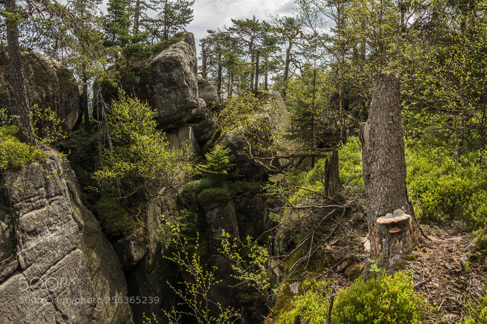 Nikon D5200 sample photo. Szczeliniec wielki photography