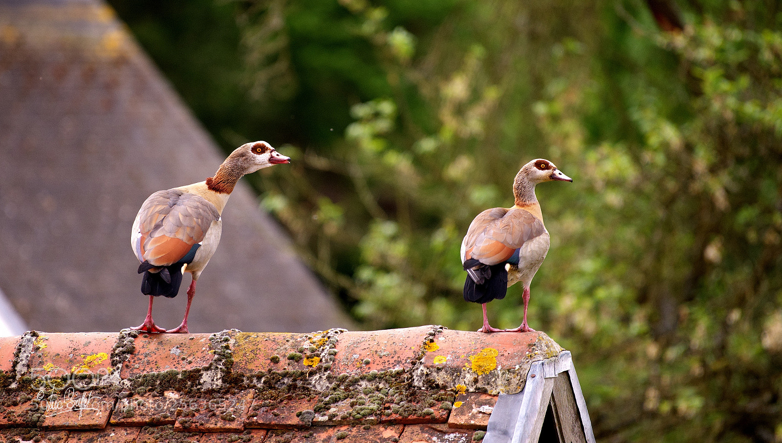 Nikon D800 sample photo. What did you say ? photography