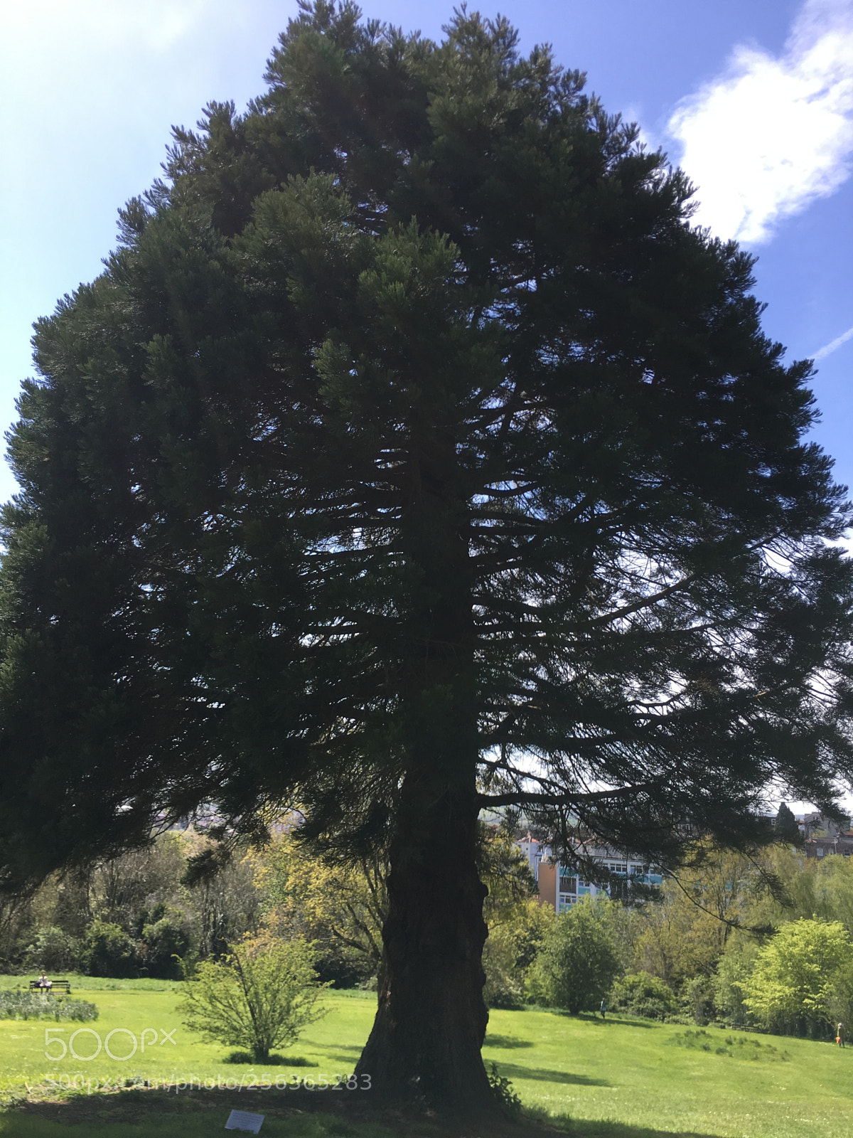 Apple iPhone 6s Plus sample photo. Sunshine in the park. photography